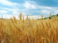 Campo de trigo cosecha