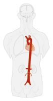 arteria_Aorta_cuerpo-humano