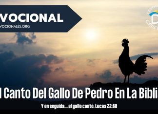 El-canto-del-gallo-Pedro-Biblia-lucas-22-60-versiculos-biblicos