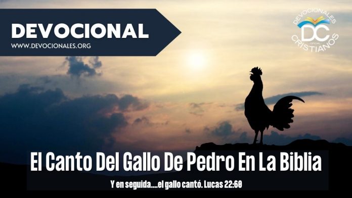 El-canto-del-gallo-Pedro-Biblia-lucas-22-60-versiculos-biblicos